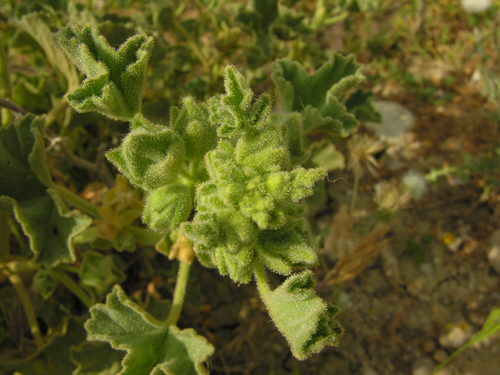 Malva agrigentina / Malvone di Agrigento